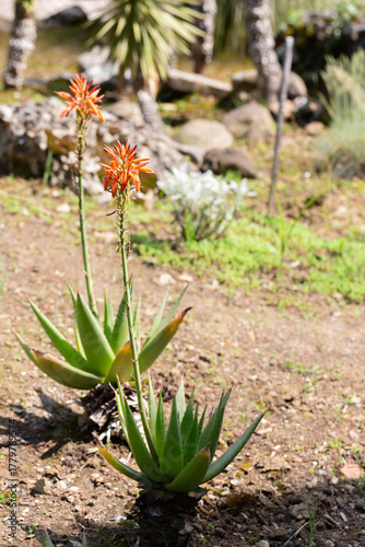 Close up of blooming aloe vera red flower