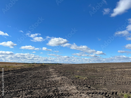 harvested potatoes in the field