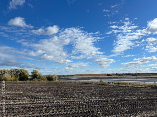 harvested potatoes in the field 