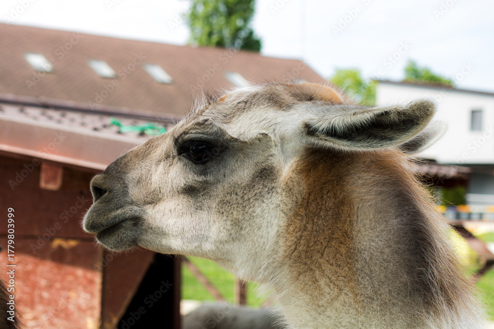 Obraz premium Beautiful wild alpaca raised in captivity