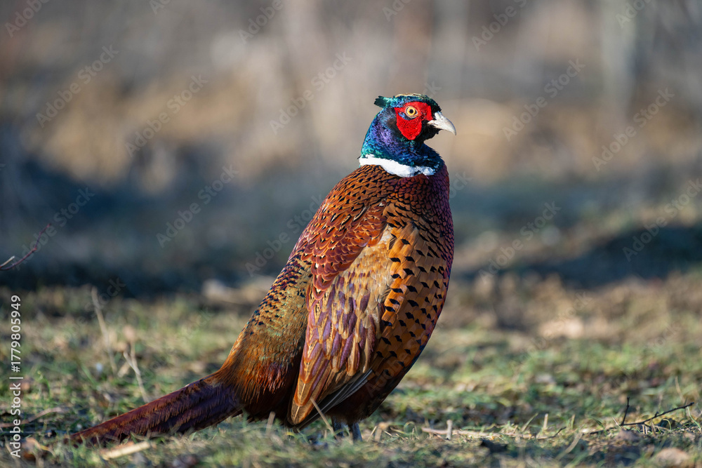 Fototapeta premium Ringneck Pheasant, Phasianus colchicus in the habitat