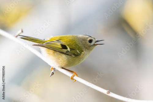 Goldcrest, regulus regulus, golden-crested kinglet. The smallest bird in Eurasia