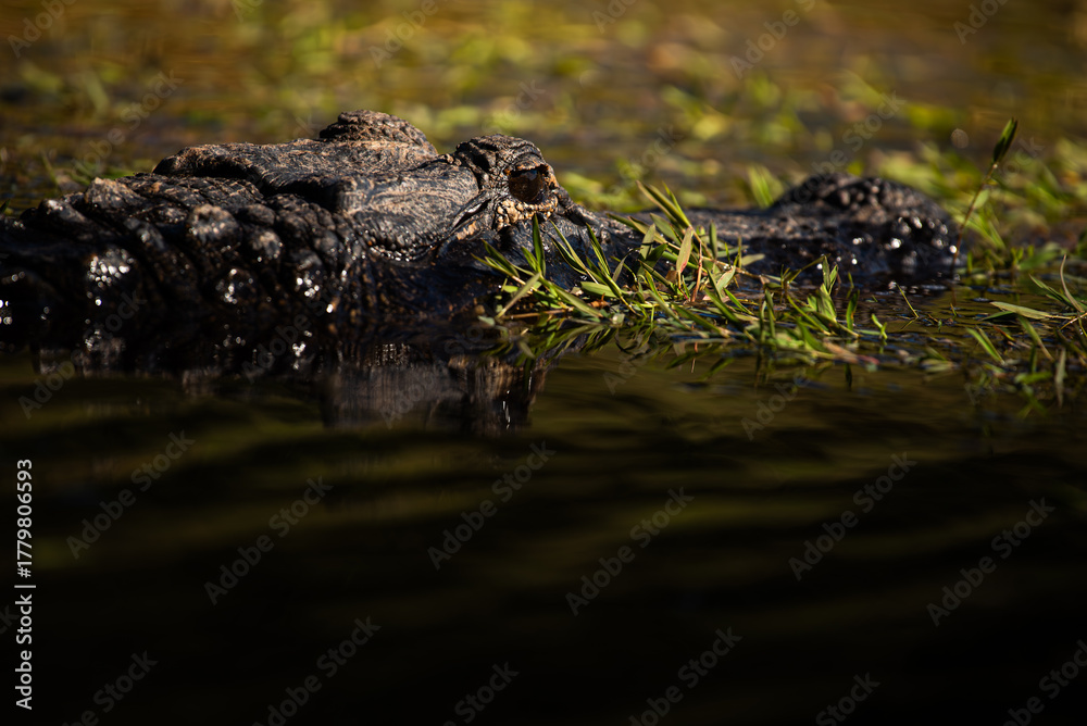 Naklejka premium alligator in Water