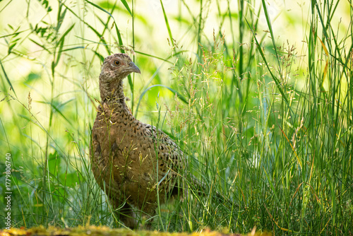 Ringneck Pheasant, Phasianus colchicus in the habitat