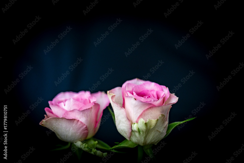 Fototapeta premium Élégance en duo -Deux roses roses