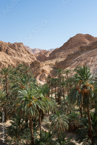 Date palm plantation at Chebika, Tunisia