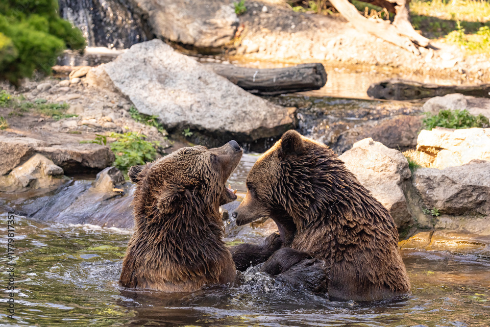 Obraz premium two Wild brown bear ,ursus arctos playing