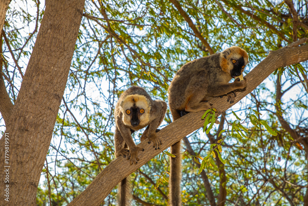 Obraz premium Red-bellied Lemur - Eulemur rubriventer, Cute primate.