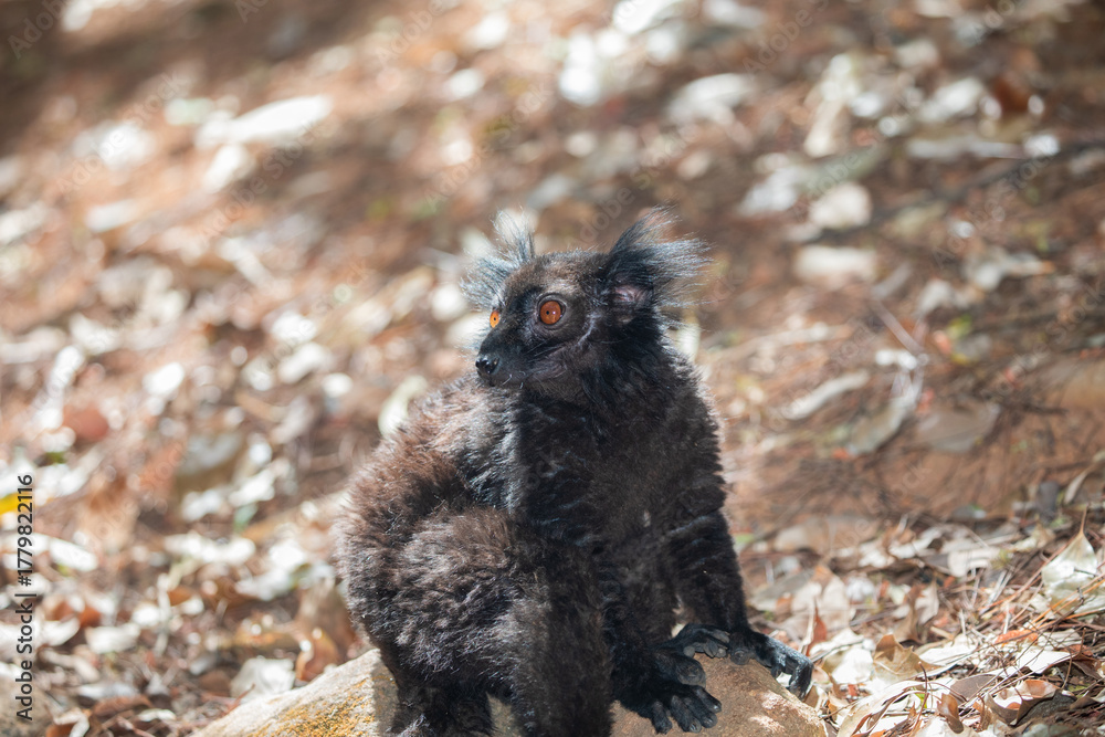 Obraz premium family Black lemur, Eulemur macaco, sits by a tree trunk