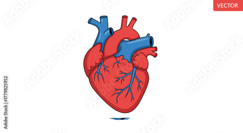 Stylized vector illustration of a human heart, depicted in vibrant red and blue hues, showcasing its intricate vascular system with detailed arteries and veins, symbolizing life, health, and emotion