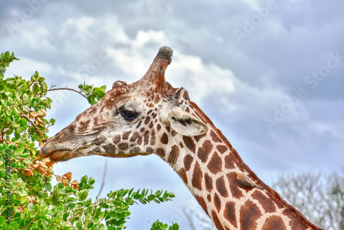Photography Giraffe close-up in Tsavo, Kenya