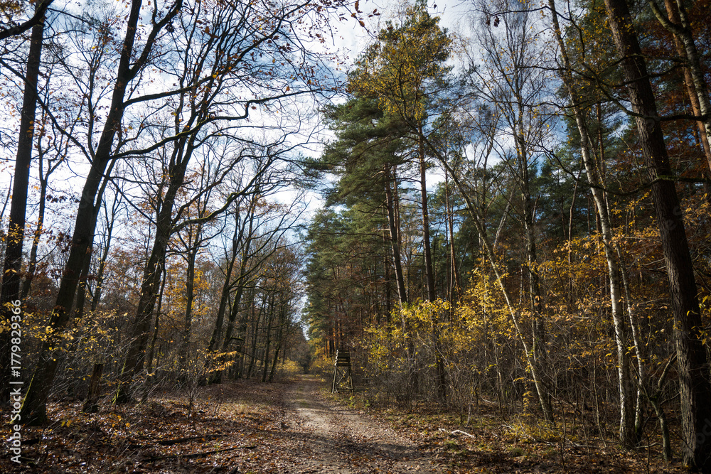 Fototapeta premium A forest road in autumn. The trees are shedding their leaves. Perfect weather for an autumn walk in the woods. 