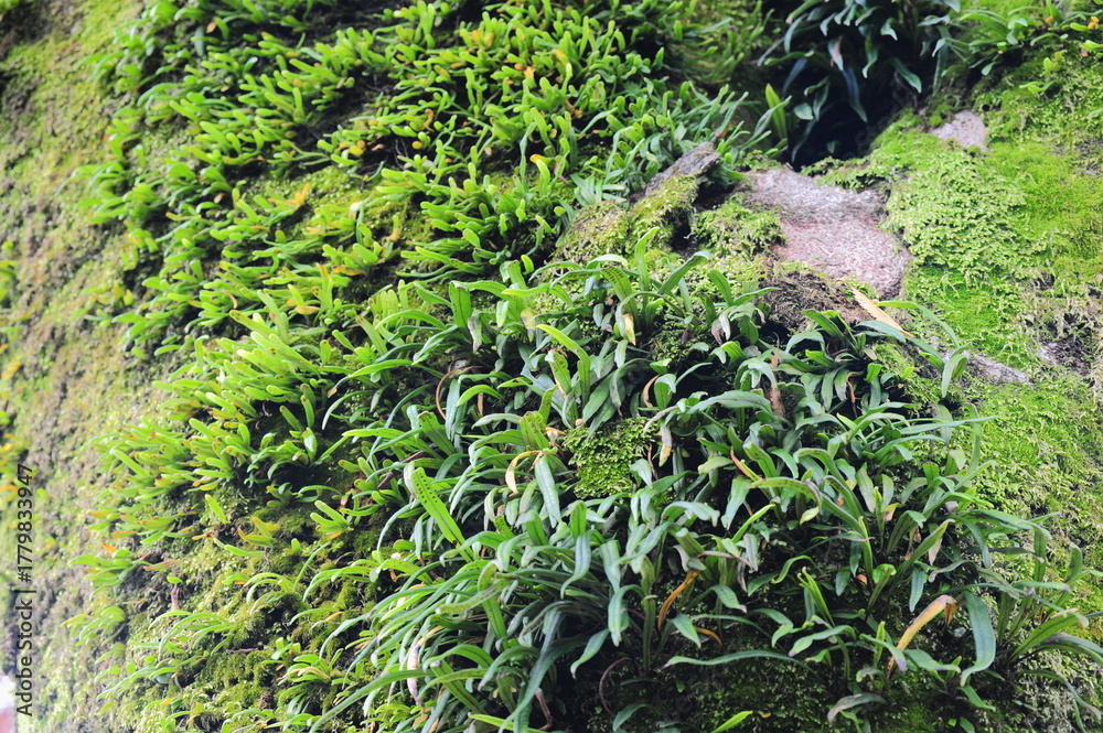 Fototapeta premium 木の幹に苔が生えている