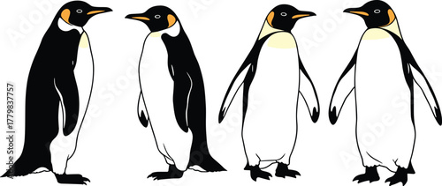 Emperor penguins, realistic illustration, stylized cartoon, wildlife art, animal comparison, black and white birds, educational design