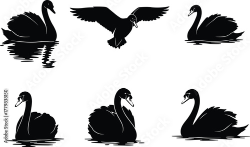 Swan silhouettes, flying bird, floating swans, elegant wildlife, black and white artwork, nature illustration, graceful posture, animal design, decorative art, reflection