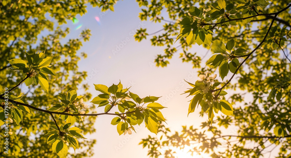 Obraz premium 朝のやわらかな光に包まれる春の樹冠、幻想感
