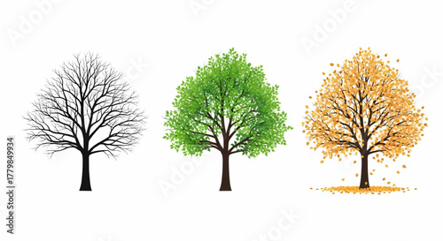 A collection of tree icons representing the changing seasons, a detailed vector illustration of a life cycle