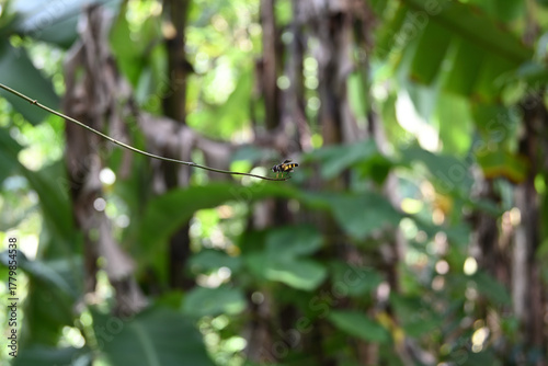 A tiny Hoverfly with red eyes and yellow color sits on the tip of a thin twig