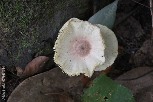 A white cap mushroom growing on the ground in a wild area with an overhead view