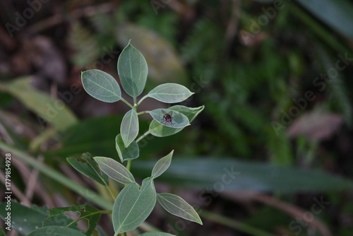 An Oriental Blue Fly is perched on top of a fresh leaf of a Shore Laurel plant