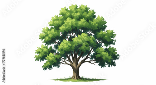 Majestic green oak tree with a lush canopy isolated on a white background, vector illustration concept