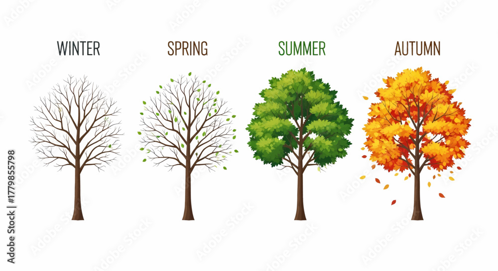 Obraz premium The four seasons of a tree from winter to autumn, a detailed and colorful nature cycle vector illustration