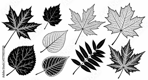 Monochrome sketch of various deciduous tree leaves showing intricate vein details, a botanical vector illustration