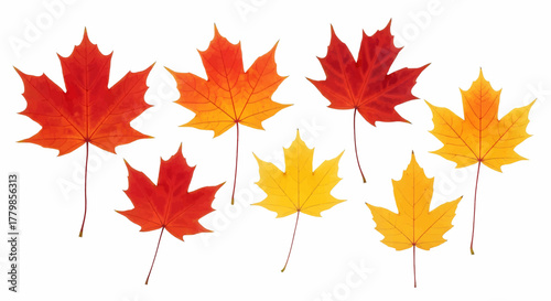 A vibrant collection of realistic autumn maple leaves in shades of red, orange, and yellow. Vector illustration