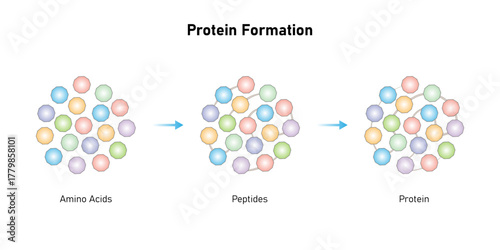 Protein Formation Science Design. Converting Amino Acids into Protein . Vector Illustration.