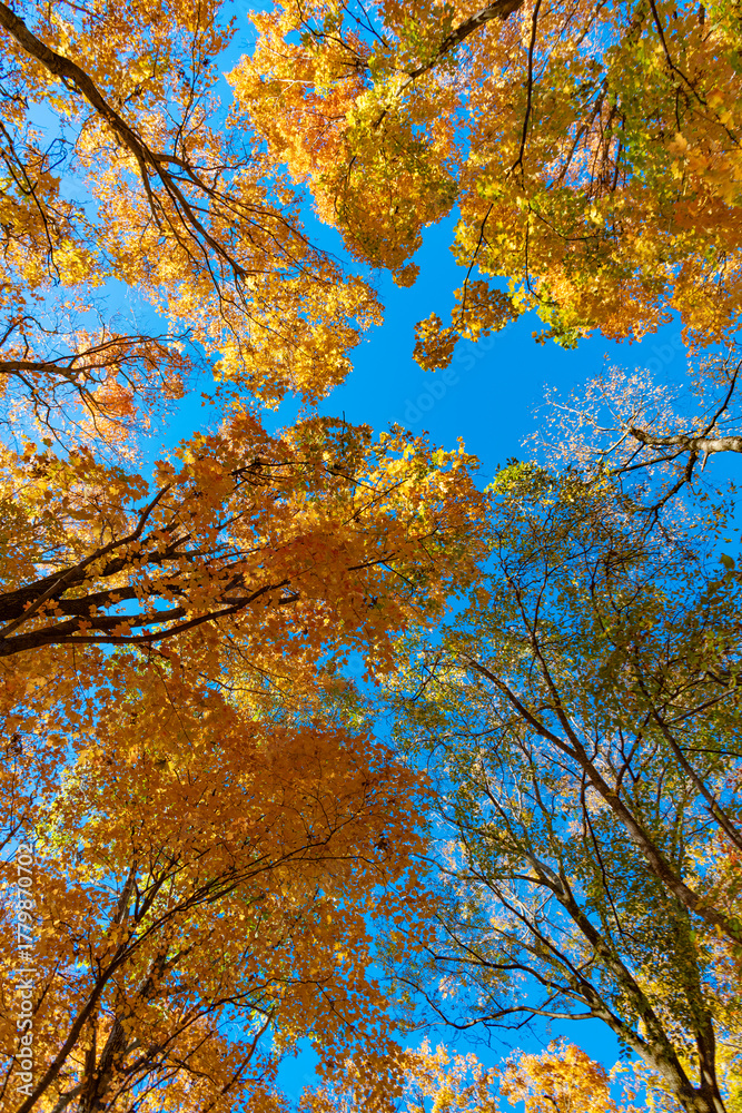 Fototapeta premium Autumnal season nature. Bright color fall. Nice day in autumn. Autumn season. Fall leaves change color. Nature fall weather. Seasonal forest. Natural fallen leaves. Autumnal leaves on tree