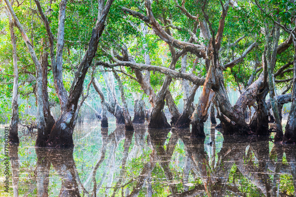 Obraz premium Flooded mangrove forest with twisted trees standing in still water creating perfect reflections. Dense green canopy and natural wetland ecosystem showing tropical swamp landscape with lush foliage an