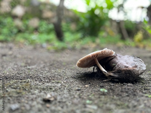 Mushrooms on moist earth surface, symbolizing natural growth and organic balance, after rain.