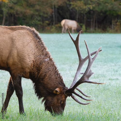 Elk grazing