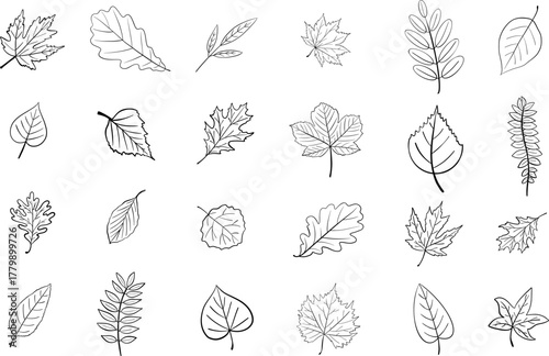 Tree leaves line contour vector botanical illustration isolated on white background