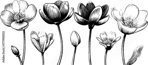 Vintage floral sketch of blooming and dried flowers with mirror and leaf elements for retro design