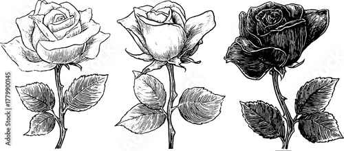 Blooming and withered roses with fallen leaves: vintage botanical art for design