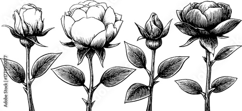 Vintage botanical illustration of flower growth stages from bud to bloom for science and design