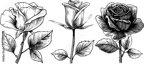 Vintage rose set: blooming, withered flower, fallen leaf hand drawn engraving for retro design