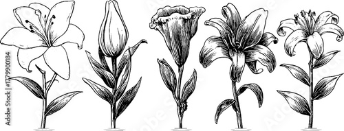 Vintage floral lifecycle series: bud to bloom and wilted flower scientific study