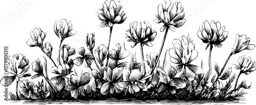 Vintage clover and dandelion border motif for design and decoration