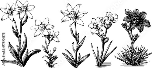 Vintage botanical sketch of edelweiss, alpine gentian, and saxifrage flowers for retro design