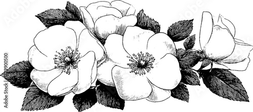 Vintage hand drawn floral leaf swirl motif with curling stems for design and decoration