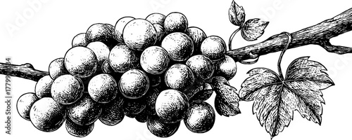 Vintage grapevine border with curling tendril and vine wreath design for cards and posters