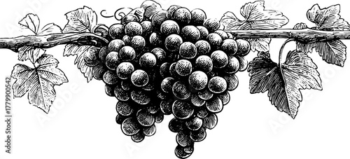 Vintage grapevine border with curling tendril motif for design and decoration