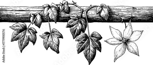 Vintage grapevine and clematis stem engraving for botanical designs