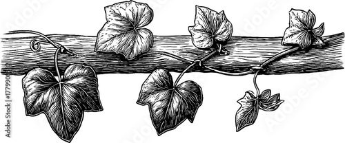 Vintage botanical illustration of grapevine and ivy tendrils for botanical design