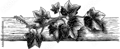Vintage grapevine and ivy branch illustration for botanical design