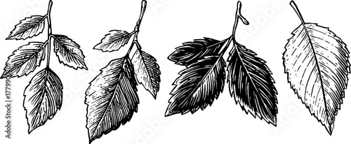 Ornamental leaf and ribbon swag design for vintage floral decor