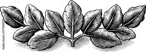 Elegant laurel wreath and branches set for vintage design and decoration