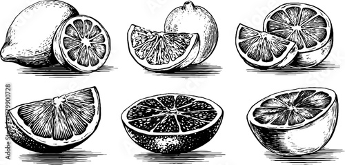 Citrus fruit collection: lemon, orange, grapefruit vintage hand drawn sketch for design